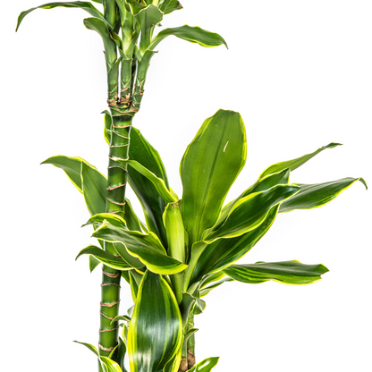 Dracaena Fragrans Golden Coast Ø21cm - ↕90 - 110cm