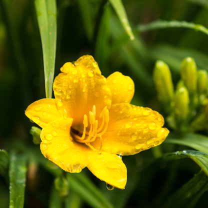12x Hemerocallis 'Stella de Oro' - ↕10-25cm - Ø9cm