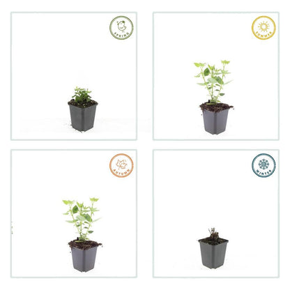 6x Agastache 'Blue Fortune' - ↕10-25cm - Ø9cm