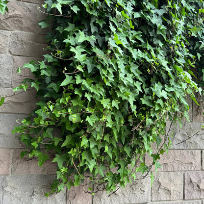 Klimplanten Rainbow - Clematis montana Rubens  Hedera helix lonicera Goldflame Campsis madame Galen   - Jaarrond kleur - 4 planten - Pot 11cm Hoogte 40cm
