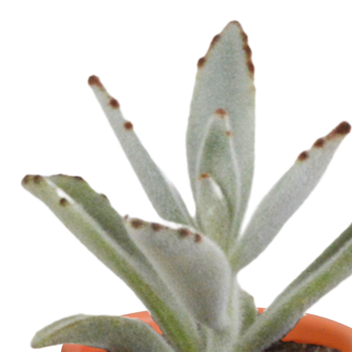 Cactus en vetplanten mix 5.5 cm | 15 stuks - in terracotta pot