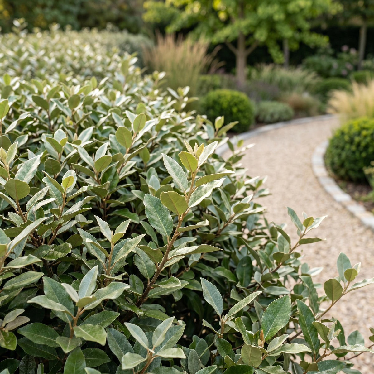 16x Eleagnus ebbingei Compacta - Olijfwilg - Haagplanten - Groenblijvend - Grijs - Pot 9cm - Hoogte 25-35cm