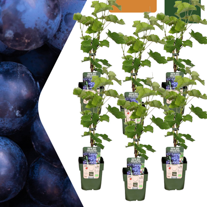 6 x Biologische Druivenplanten - Ø 13 cm - ↨ 20 cm
