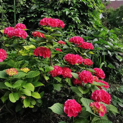 Hortensia - Hydrangea macrophylla Rood - Bloem Rood - 3 Planten - 1 m2 - Bladverliezend - Weinig Onderhoud - Pot 17cm Hoogte 30cm