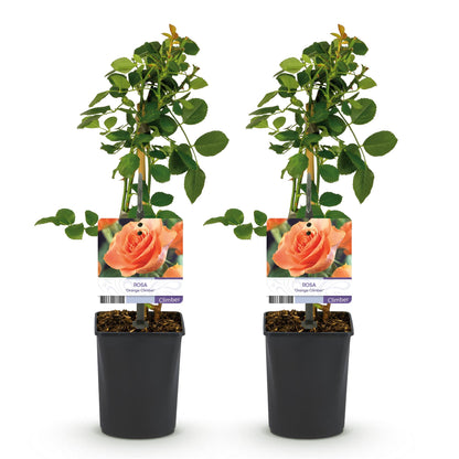 Klimroos - Rosa Orange Climber - Bloem Oranje - Weinig onderhoud - 2 planten - Pot 11cm Hoogte 40cm