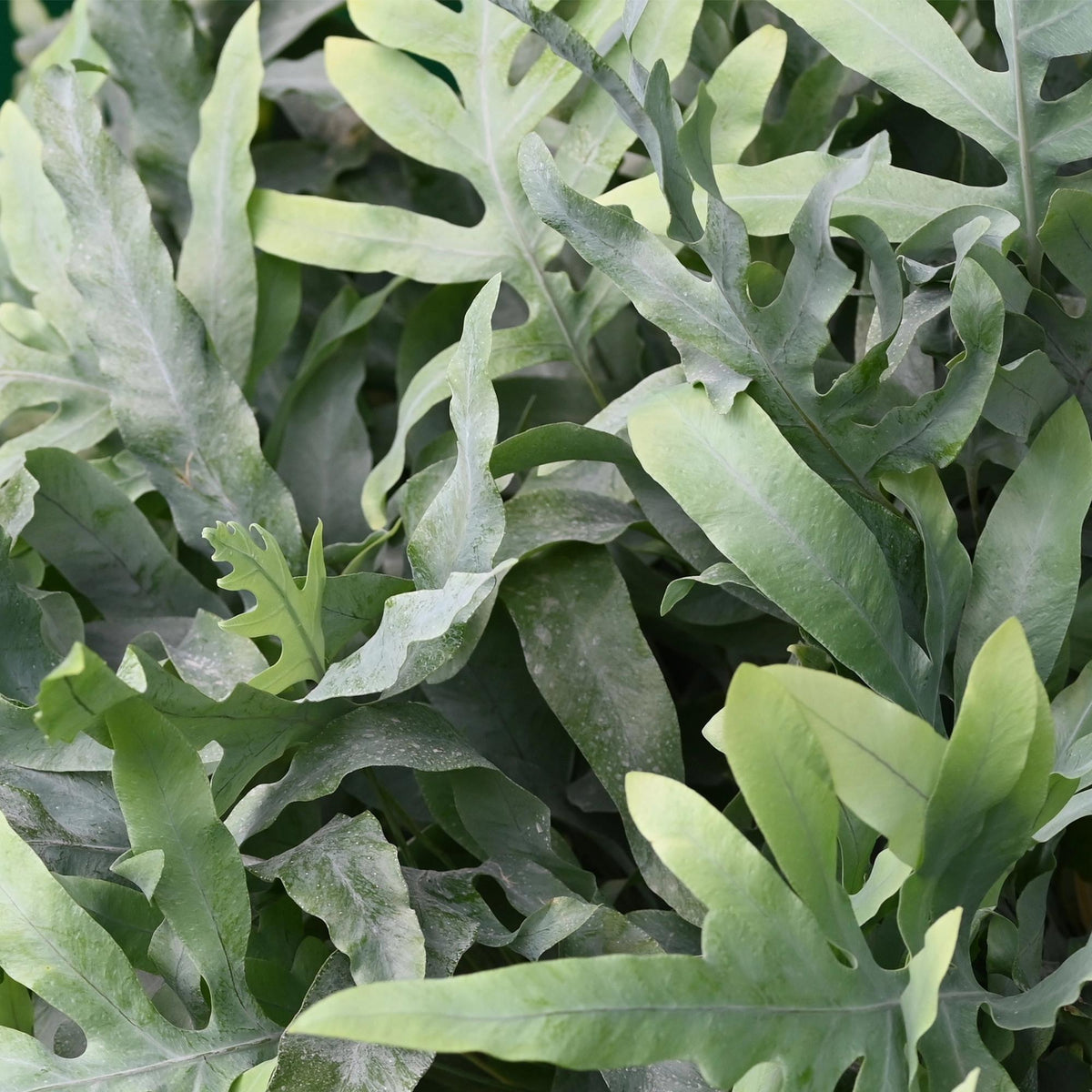 Kamerplant - Phlebodium aureum Blue Star - Blauwe Varen - Huisdiervriendelijke Plant - Blauw - 2 Planten - met Potter Grijs - Pot 12cm - Hoogte 25cm