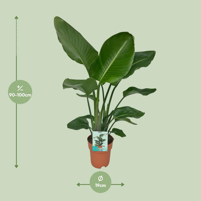 Strelitzia Nicolai - Paradijsvogelplant - Ø19cm - ↕90cm