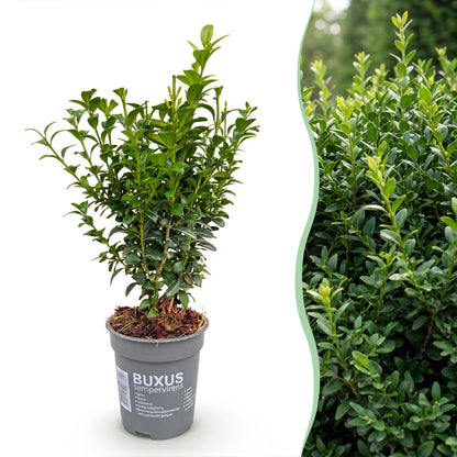40x Buxus sempervirens - Palmboompje - Haagplanten - Groenblijvend - Groen - Pot 9cm - Hoogte 20-25cm