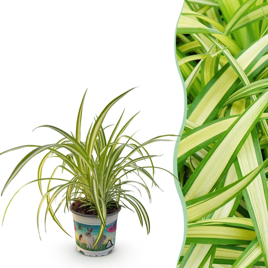 Kamerplant - Chlorophytum comosum Variegatum - Bonte Graslelie - Huisdiervriendelijke Plant - Groen - 1 Plant - Pot 12cm - Hoogte 20cm