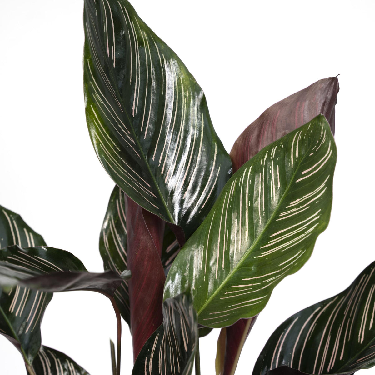 Calathea Ornata - Ø14cm - ↕50cm