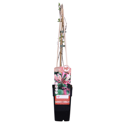 4x - Lonicera periclymenum 'Belgica' - ↨65cm - Ø15