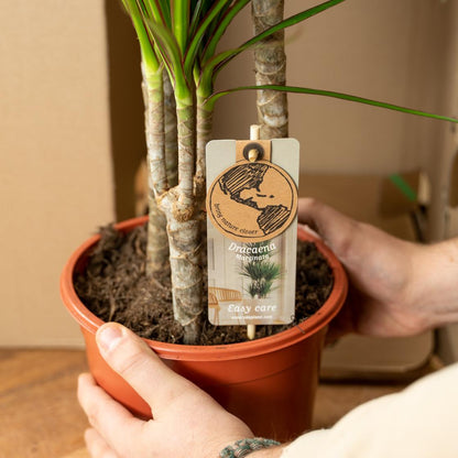 Dracaena - ↨120cm - Ø21cm + Yucca - ↨100cm - Ø21cm