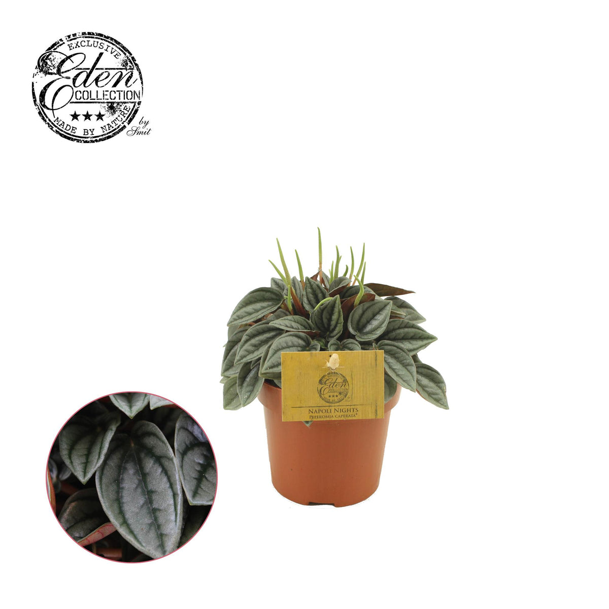 Peperomia Napoli Nights - Ø10,5cm - ↕15cm