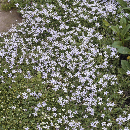 12x Isotoma fluviatilis - ↕10-25cm - Ø9cm