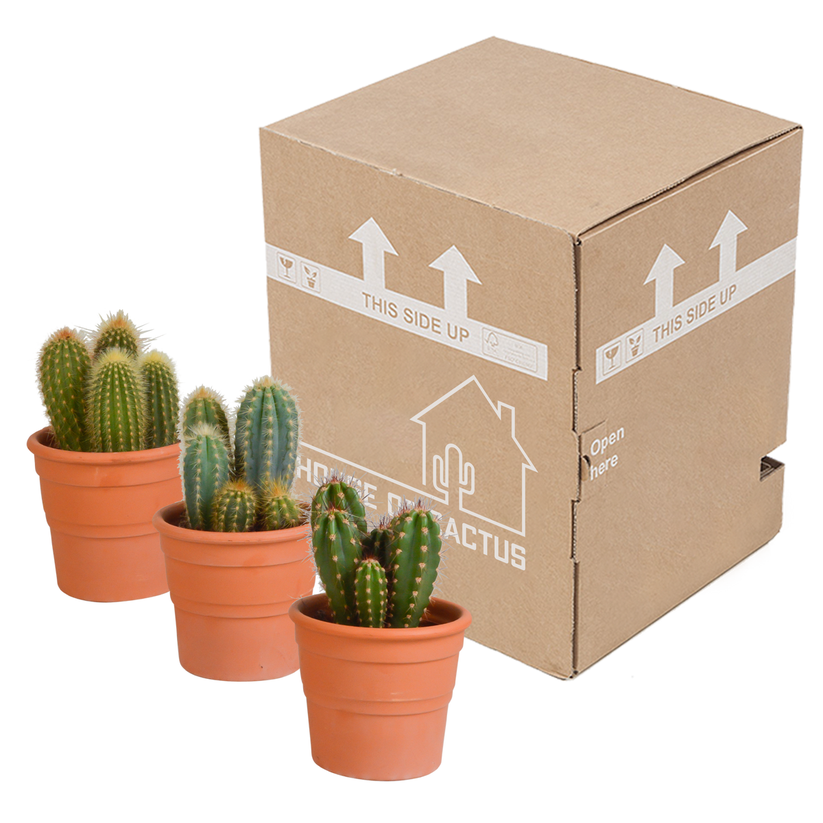 Cereus mix 10,5cm - 3x - in terracotta pot