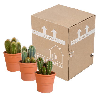 Cereus mix 10,5cm - 3x - in terracotta pot