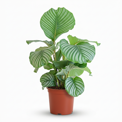Kamerplant - Pauwenplant - Calathea Orbifolia - Groen - Weinig onderhoud - 1 Plant - Pot 21cm - Hoogte 60 - 70cm