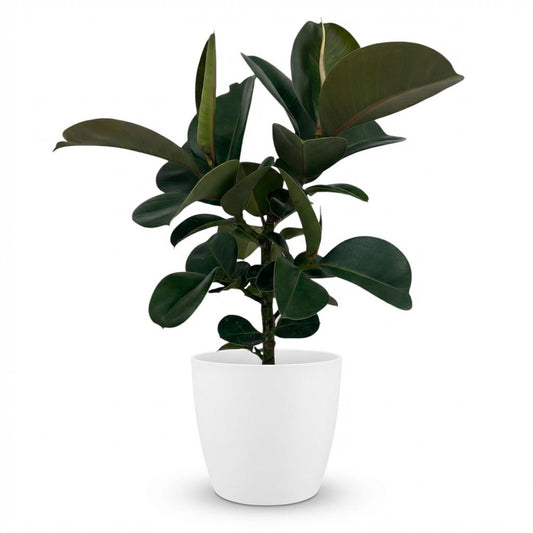 Kamerplant - Rubberplant - Ficus Elastica Cloe - Groen - Weinig onderhoud - 1 Plant - met Potter Wit - Pot 19cm - Hoogte 65cm