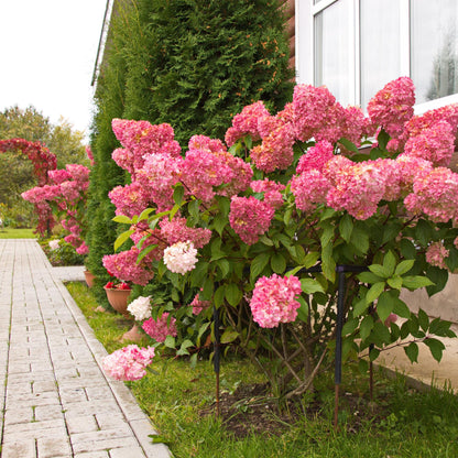 Pluim Hortensia - Hydrangea panniculata Vanille Fraise - Bloem Wit Roze  - 3 Planten 1 m2 - Bladverliezend - Grote Bloemen - Pot 17cm Hoogte 50cm