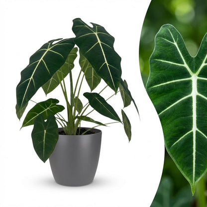 Kamerplant - Olifantsoor - Alocasia Frydek - Groen - Weinig onderhoud - 1 Plant - met Potter Grijs - Pot 19cm - Hoogte 60cm