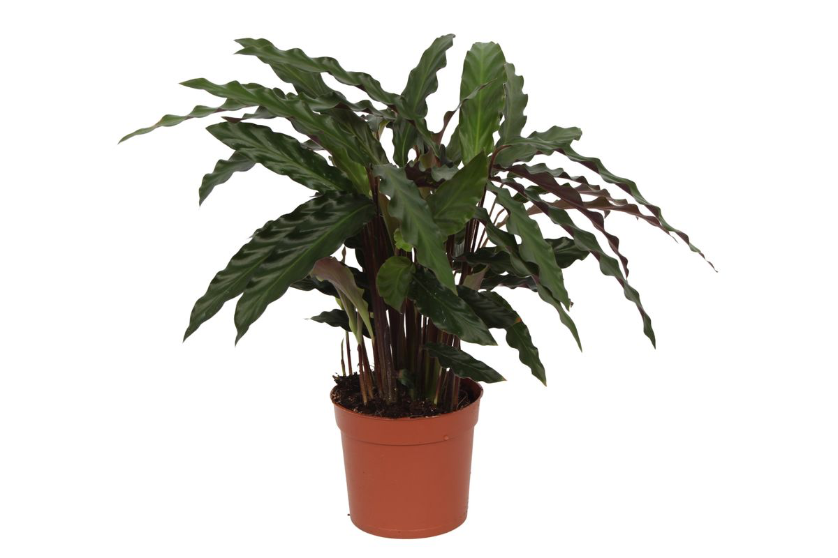 Calathea Elgergrass - 70cm - Ø17cm