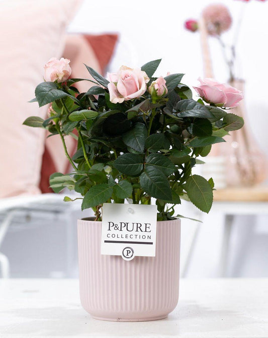Rosa Light Pink In P&PURE Sophie Ceramics Pink - Ø12cm - ↕30cm