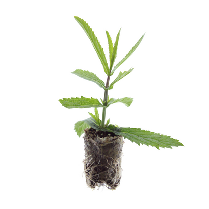 Verbena – 6 Pluggen | Kweek & Geniet van Prachtige Verbena