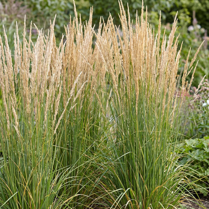 Grassen - Calamagrostis Karl Foerster - Struisriet - Met Pluim - Groen - 6 Planten - Pot 11cm - Hoogte 15-25cm