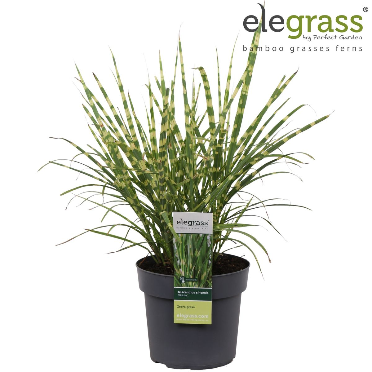 Miscanthus sinensis Strictus - Ø23cm - ↕60cm - Ø19 - ↨50cm