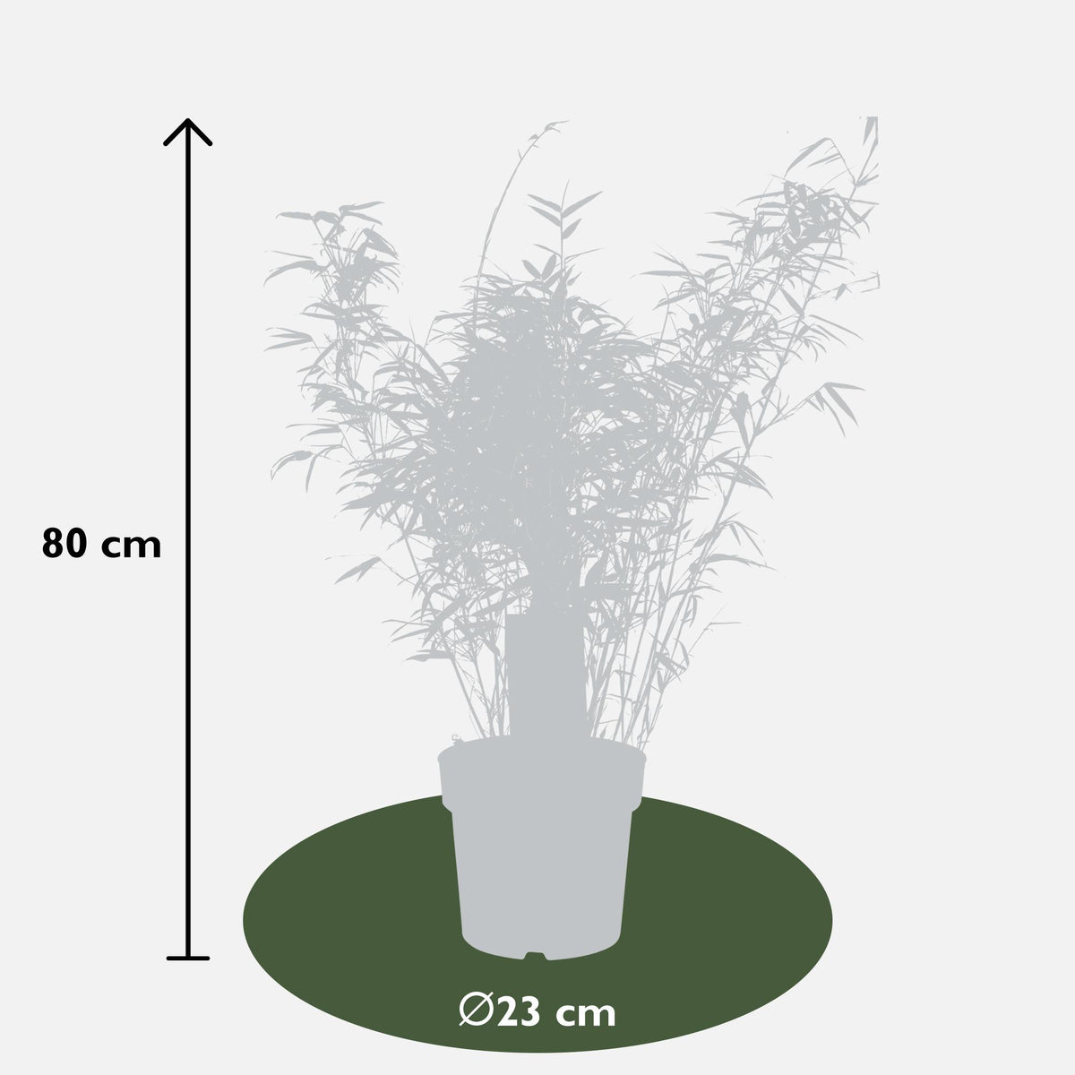 Fargesia rufa - Niet woekerende bamboe - Ø23 - ↨80cm