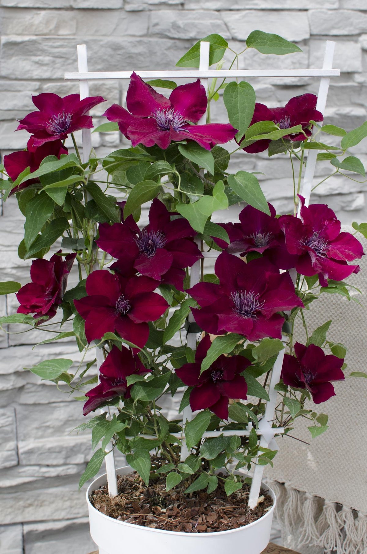 Clematis Nubia - Clematis Evison Rood - Ø15cm - ↕65cm - Ø15 - ↨65cm