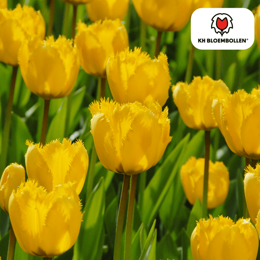 Tulpenbollen Sun Frillz – 20 Stuks | KH Bloembollen® | Gele Tulp met Kartelrand – Zonnig, Uniek & Speels – Voor Tuin of Pot – Maat 11/12 – Vers van de Teler