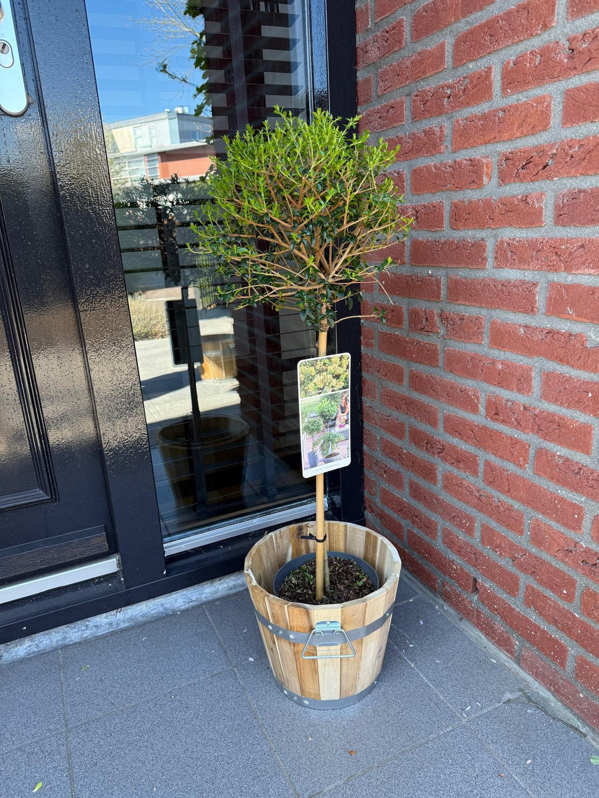 Plant op Stam - Ligustrum delavayanum - Terras Plant - Bladhoudend - Winterhard - Groen Blad - Pot 19cm Hoogte 90cm
