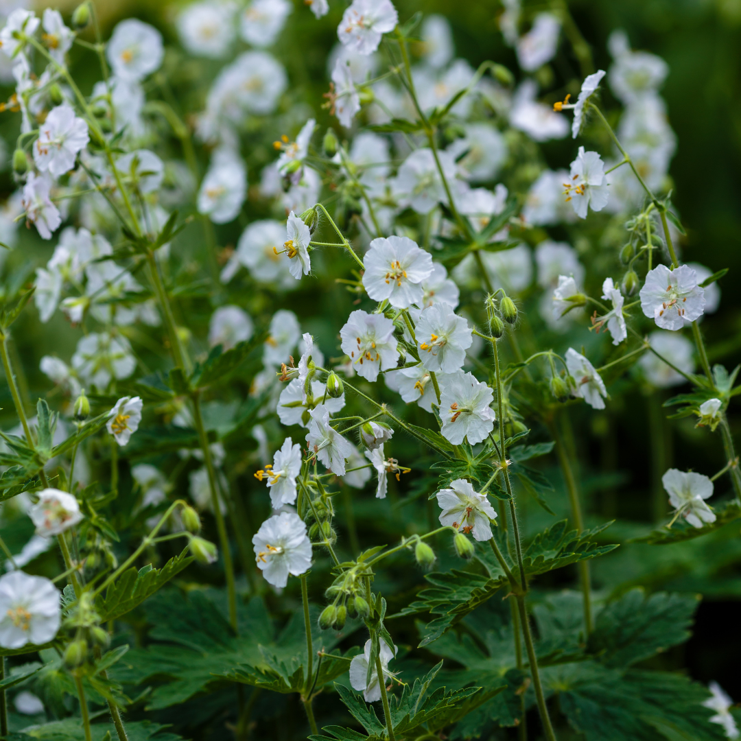 12x Geranium macr. 'White Ness' - ↕10-25cm - Ø9cm