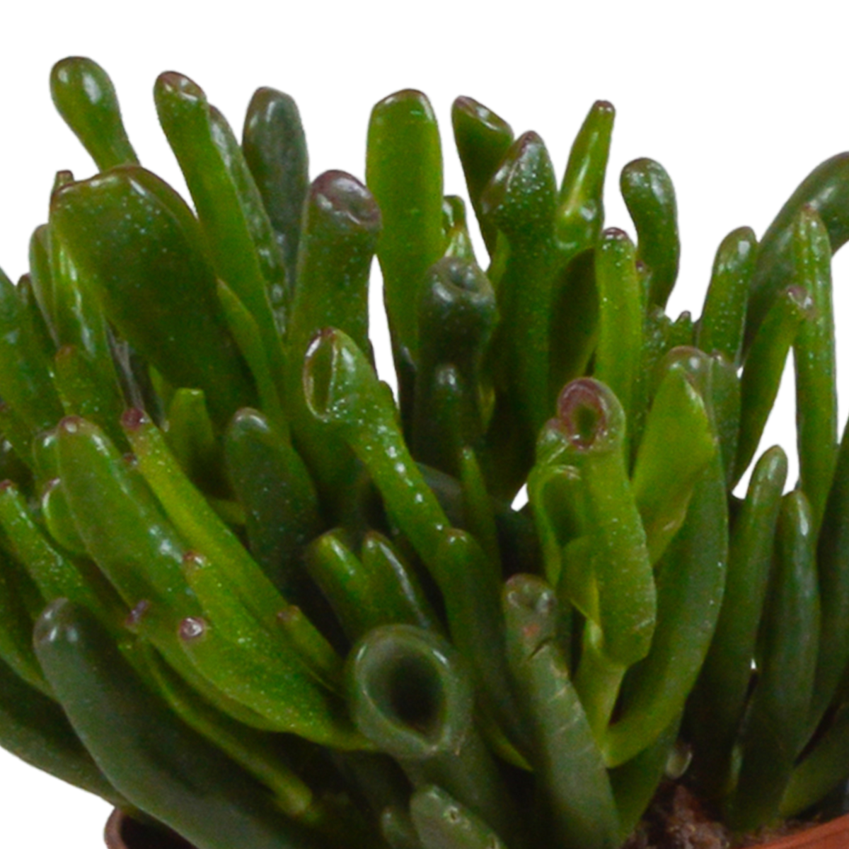 Crassula mix 10,5 cm - 3x - in Mexicaanse pot