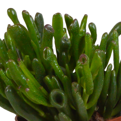 Crassula mix 10,5 cm - 3x - in Mexicaanse pot