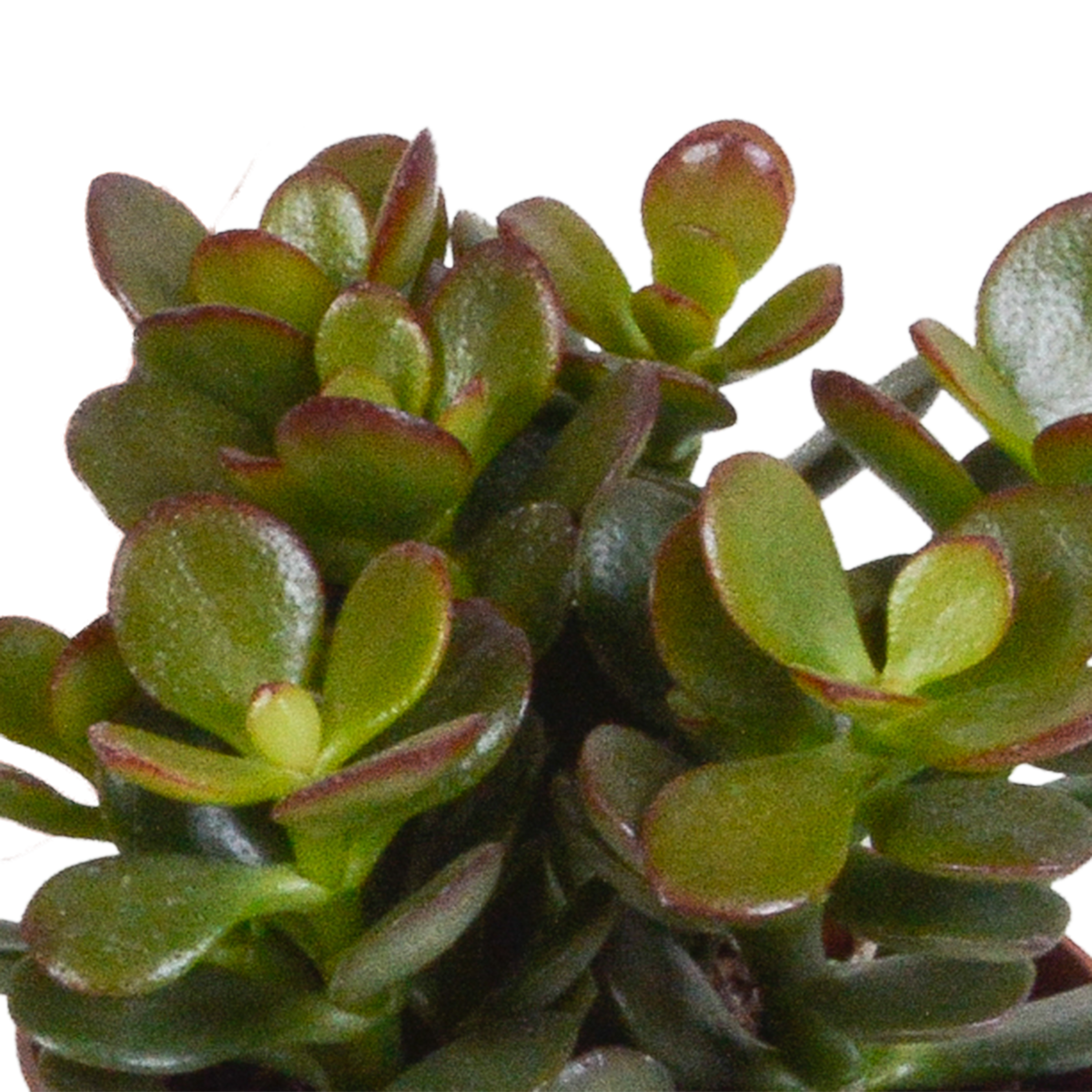 Crassula mix 8.5 cm - 3x - in witte pot
