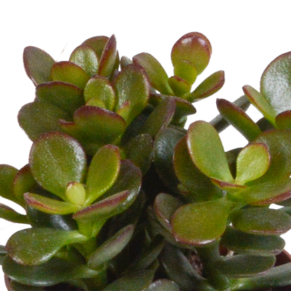 Crassula mix 8.5 cm - 3x - in witte pot