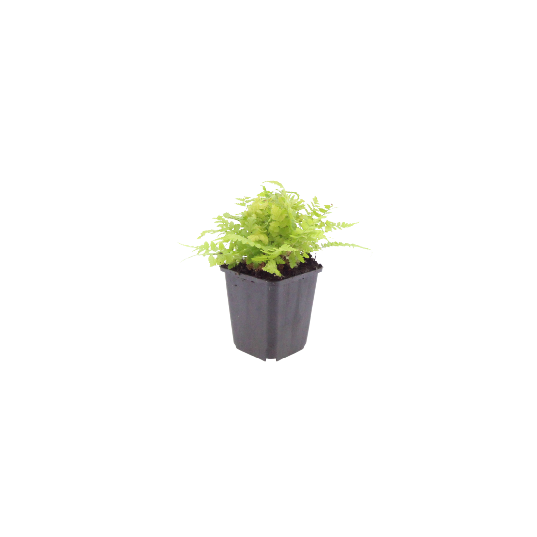 12x Dryopteris filix-mas - ↕10-25cm - Ø9cm