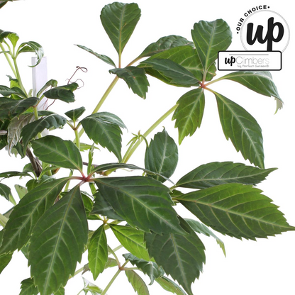 Parthenocissus henryana - Chinese Wilde Wingerd - Ø15cm - ↕65cm