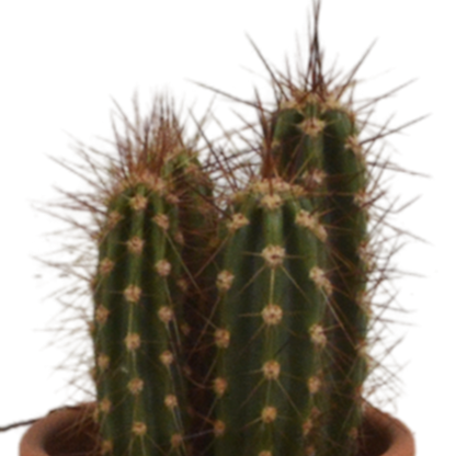 Cactus mix 5.5 cm - 5x - in terracotta pot