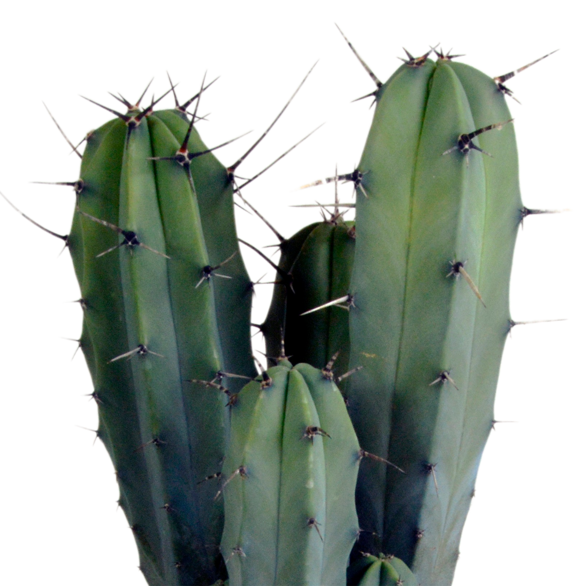 Myrtillocactus geometrizans 17 cm - zonder pot