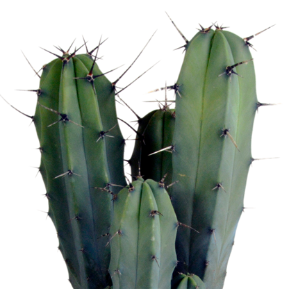 Myrtillocactus geometrizans 17 cm - zonder pot