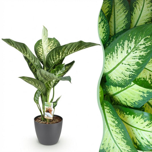 Kamerplanten - Diefenbachia Tropic Snow - Dieffenbachia - Weinig onderhoud - Groen - 1 Plant - met Potter Grijs - Pot 21cm - Hoogte 90-100cm
