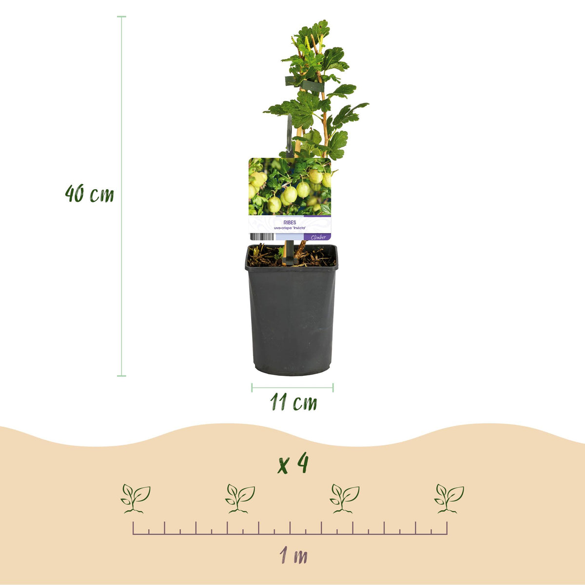 Fruitplant - Kruisbes - Ribes uva-crispa Invicta - Groene Bes - 2 planten -  Pot 11cm Hoogte 40cm