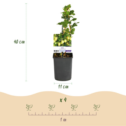 Fruitplant - Kruisbes - Ribes uva-crispa Invicta - Groene Bes - 2 planten -  Pot 11cm Hoogte 40cm