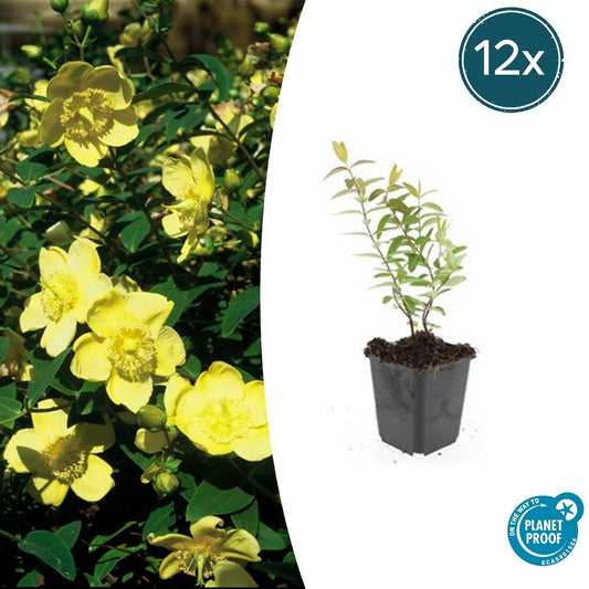 12x Hypericum 'Hidcote' - ↕10-25cm - Ø9cm