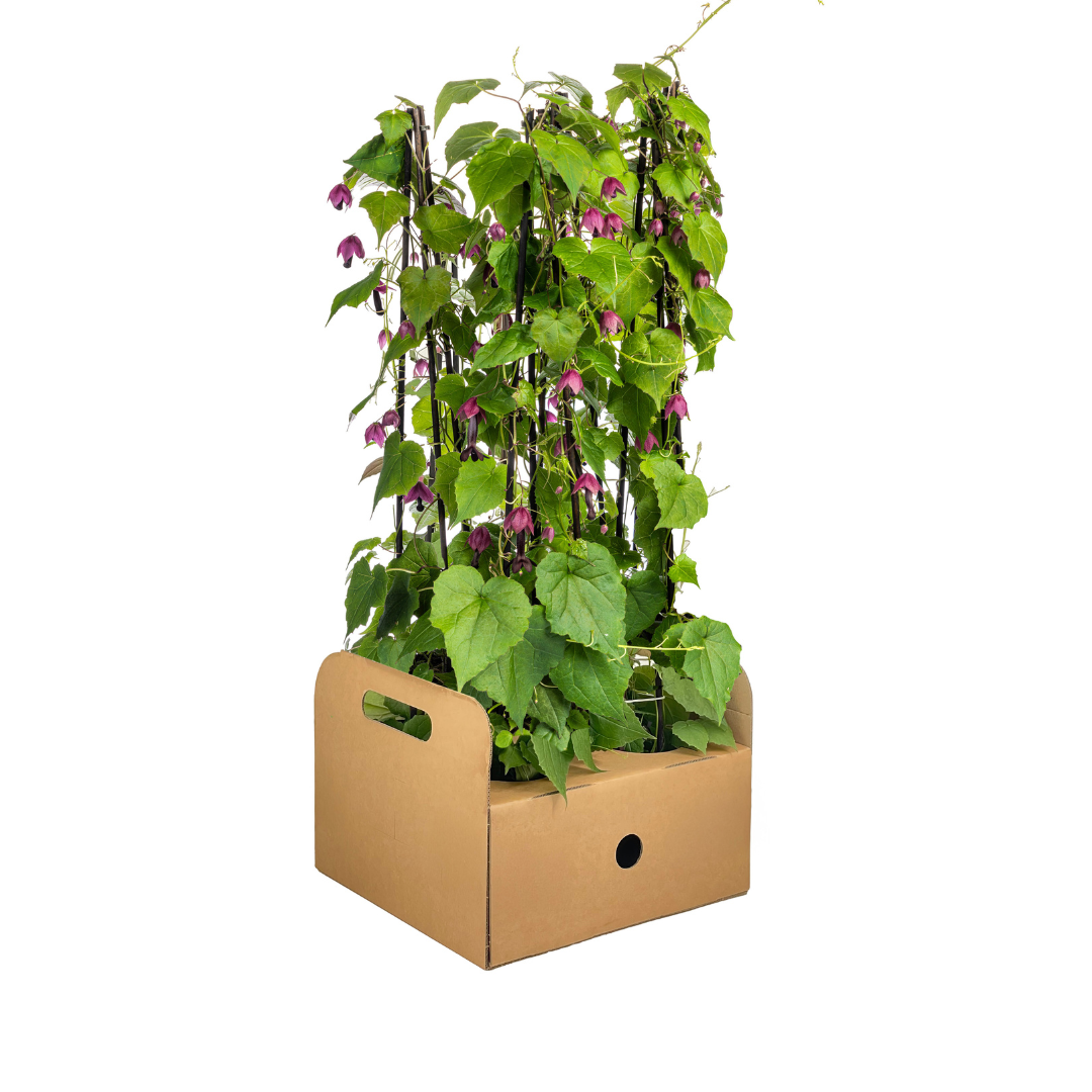 4x Rhodochiton Atrosanguineum Purple Bells Ø13 cm - ↕60 cm