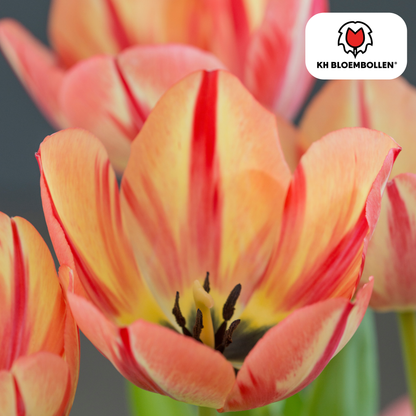 Tulpenbollen Spring Break – 20 Stuks | KH Bloembollen® | Rood-Oranje Tulp – Vurig, Energiek & Opvallend – Voor Tuin of Pot – Maat 11/12 – Vers van de Teler