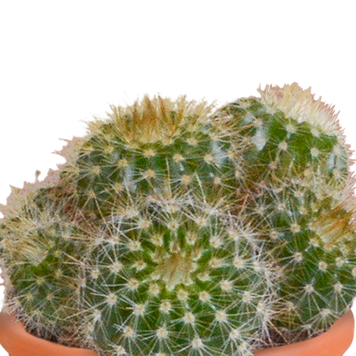Cactus en vetplanten mix 5.5 cm | 15 stuks - in Mexicaanse pot